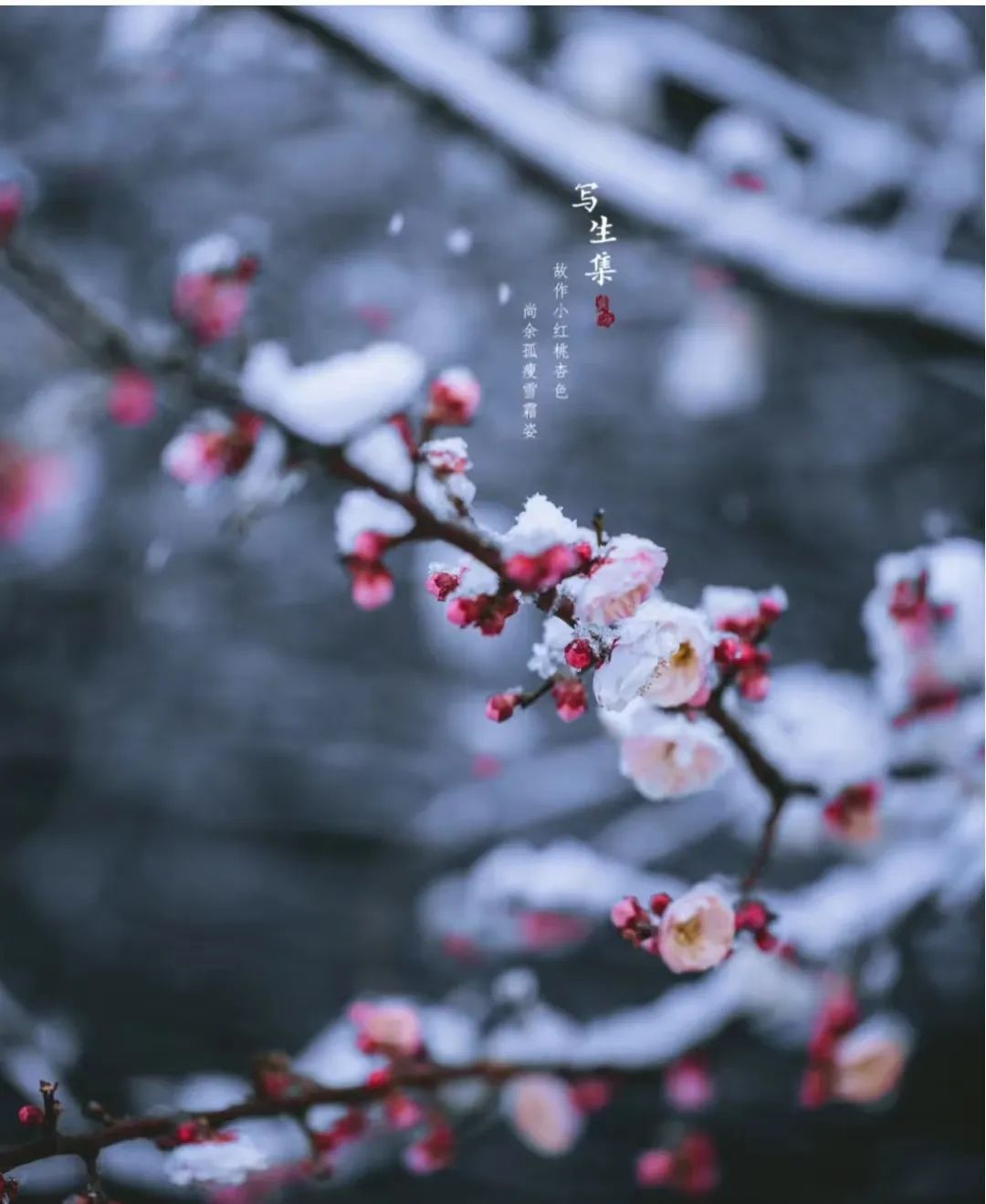 傲骨梅花 凌寒独立