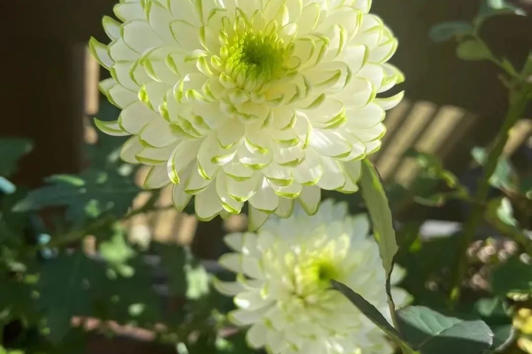 不是花中偏爱菊 此花开尽更无花